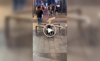 Забавная реакция собаки на робопса