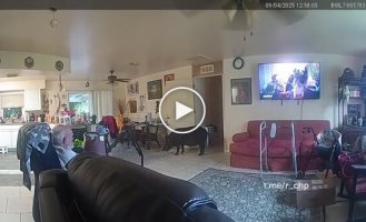 A wild boar breaks into a house in the US