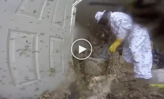 Огромное гнездо и целое облако ос: уборка обещала быть непростой