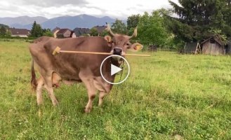 A cow brushes itself