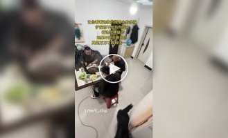 A hungry dog ​​taught its owner a lesson