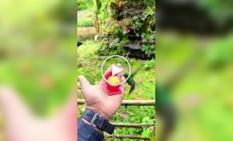 Редкий вид колибри из Перу