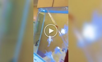 Аквариумная кругосветка: как домашняя золотая рыбка обрела собственный аквапарк прямо в гостиной (фото + видео)