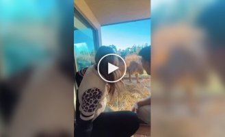 A Hotel in Australia Where Guests Live Side by Side with Wild Animals