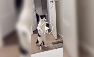 Коты, которые очень сильно переживают за своих хозяев в ванной
