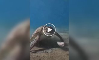 Черепаха попробовала съесть морского червя