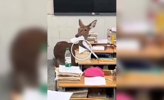 Олень забрел в китайскую школу и съел домашнее задание ученика