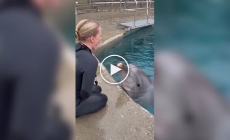 What happens if you sneeze on a dolphin?