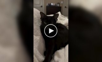 Кот с четырьмя ушками