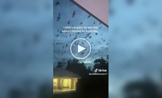 Австралия снова удивляет: тысячи летучих мышей заполонили небо