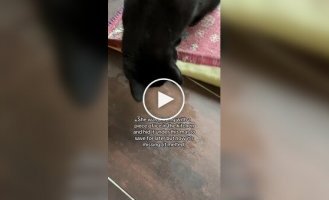 Кошка потеряла свою новую игрушку