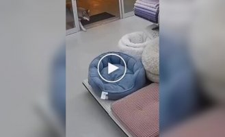 Животные (короткие видео). Выпуск 102