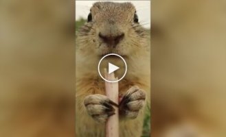 Луговая собачка лакомится одуванчиком