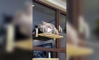 A fight between hairless cats.