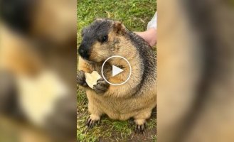 Из жизни сурков