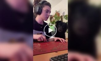 Пес увидел себя на экране телефона