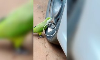 Unusual entertainment of a parrot