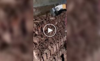 Scorpion farm: where the most expensive animal substance is mined