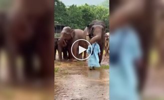 Elephants shield a caretaker from the rain
