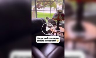 Кот, который рос вместе с собаками