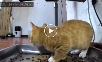 Fresh food caught a kitten by surprise