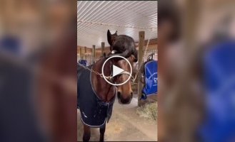 A cat and a horse are brothers forever