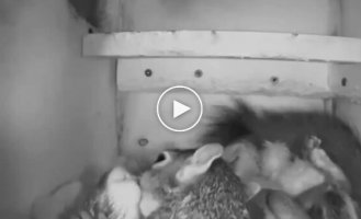 Squirrels kiss in their home
