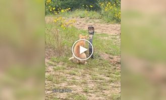 Опасная встреча кота с коброй