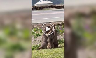 Маленький сурок пытается помирить родителей во время семейной ссоры