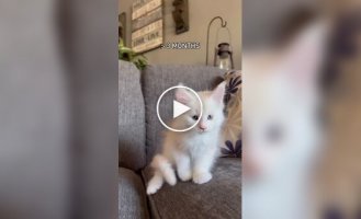 How Maine Coons grow up