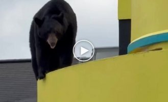 In Gatlinburg, USA, a bear climbed onto the roof of a theater.