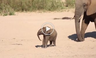 Трогательный момент: слоненок знакомится с родственницей