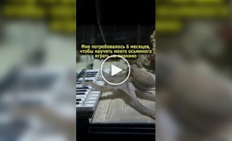 A guy tried to teach an octopus to play a musical instrument.