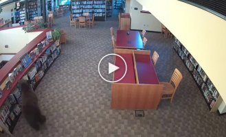 Медведь проник в библиотеку в США