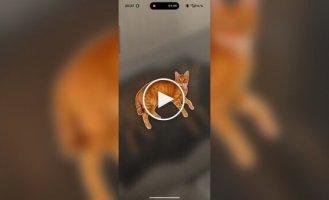 Котов теперь можно коллекционировать как покемонов
