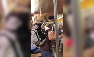 Американцы ловко обходят запрет на провоз собак в метро