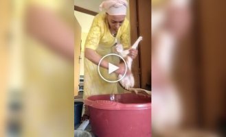 Как выжимать кота после купания