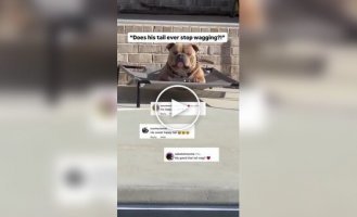 Самый счастливый пес