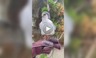 Африканський карликовий сокіл