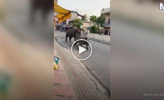 Зрелищная драка носорогов посреди дороги в Непале