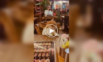 В Стамбуле кошки — полноправные посетители баров и ресторанов