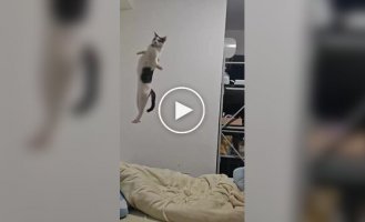 Коты и кошки в слоу-мо