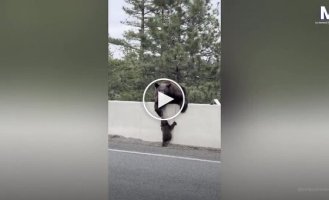 Медвежонок не смог перелезть через ограждение