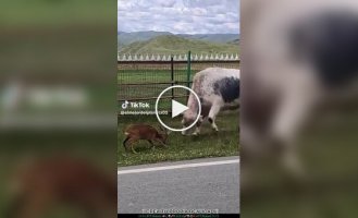 An unequal fight: a deer rushed at a cow