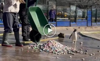 Пингвины Генту дарят самкам красивые камушки в знак любви