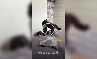 A kitten's first attack
