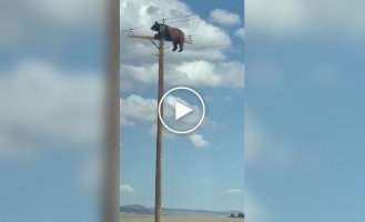 Ничего особенного, просто в Аризоне медведь залез на электрический столб