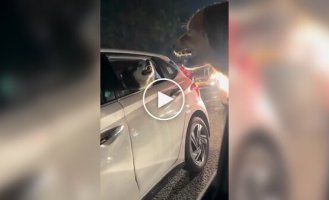 Roadside dog showdown