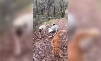 Барашек считает себя собакой