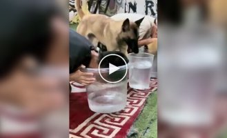 A dog realized its owner was cheating.